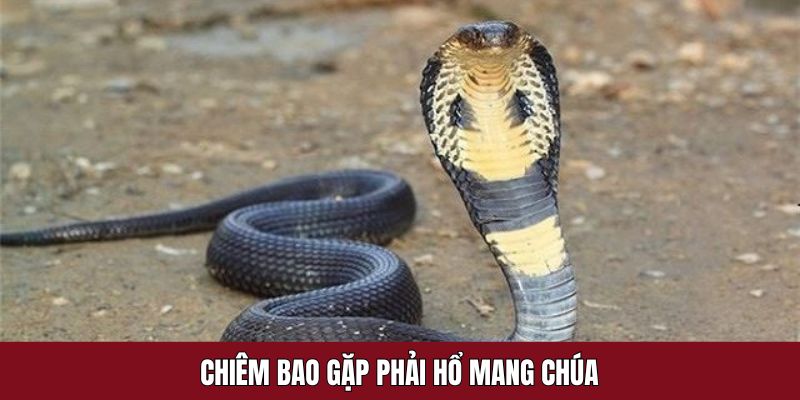 Mơ thấy rắn hổ mang chúa khổng lồ trước mặt