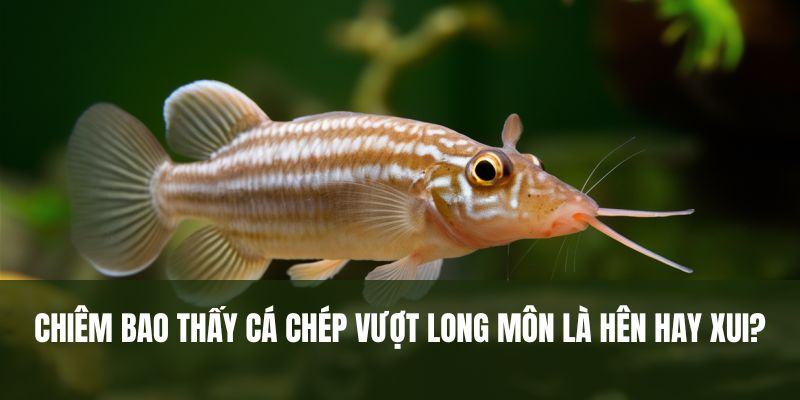 Chiêm bao thấy cá chép vượt long môn là hên hay xui?