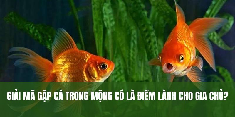 Giải mã gặp cá trong mộng có là điềm lành cho gia chủ?