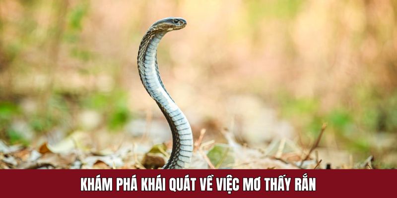 Dự báo giấc mộng thấy tị từ chuyên gia 88NN