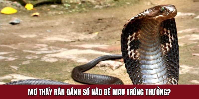 Top số đẹp đánh là trúng khi gặp tị trong mộng