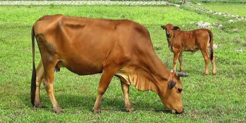 Tìm hiểu tổng quan về mơ thấy con bò