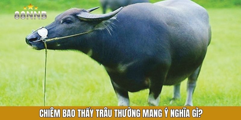 Chiêm bao thấy trâu thường mang ý nghĩa gì?