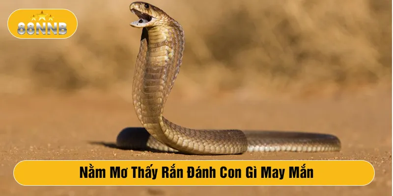 Nằm mơ thấy rắn đánh con gì may mắn