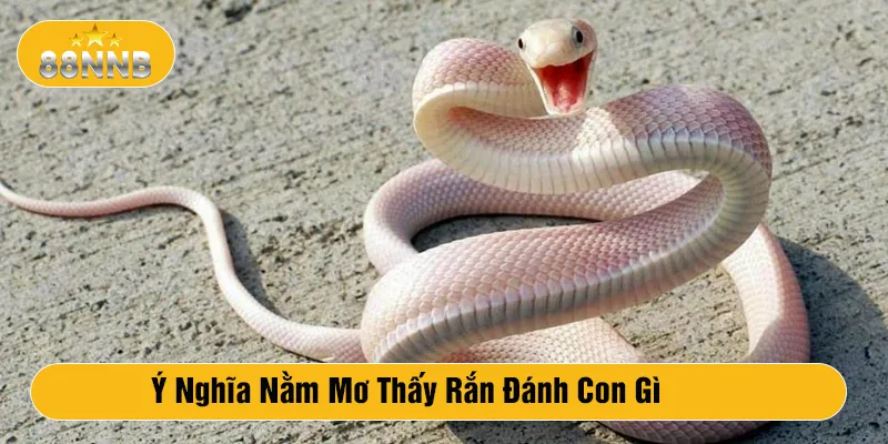 Ý nghĩa nằm mơ thấy rắn đánh con gì