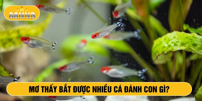 Mơ thấy bắt được nhiều cá đánh con gì?