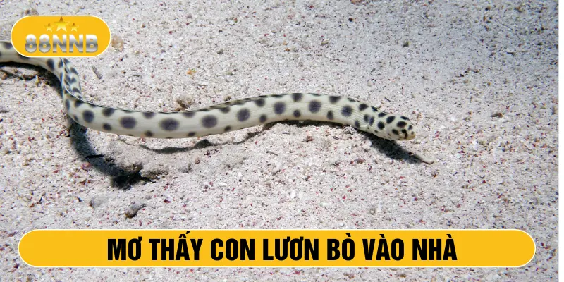 Mơ thấy con lươn bò vào nhà