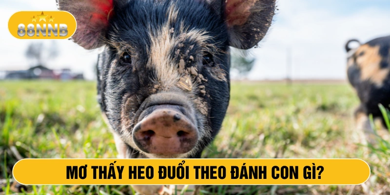 Mơ thấy heo đuổi theo đánh con gì?