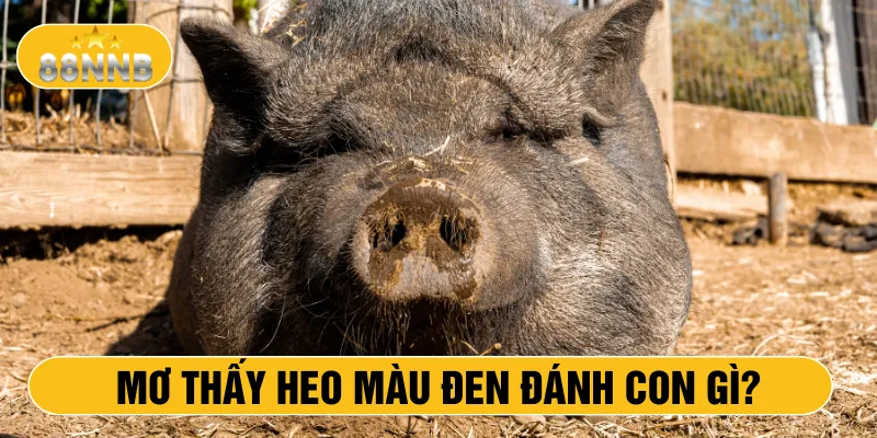 Mơ thấy heo màu đen đánh con gì?