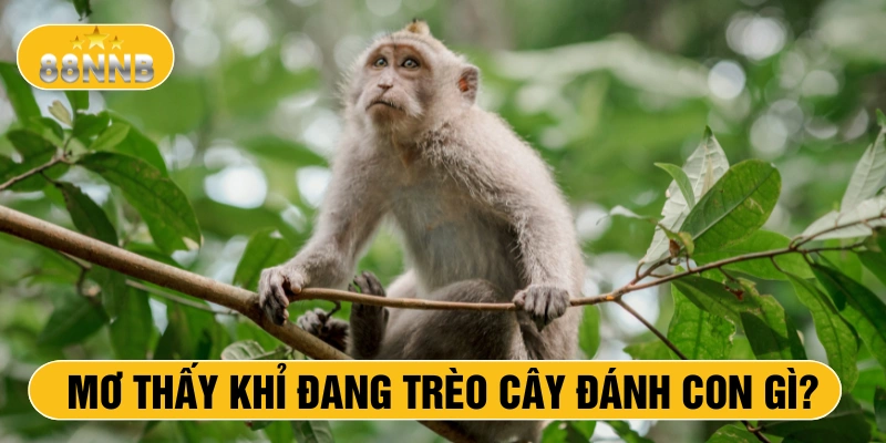 Mơ thấy khỉ đang trèo cây đánh con gì?